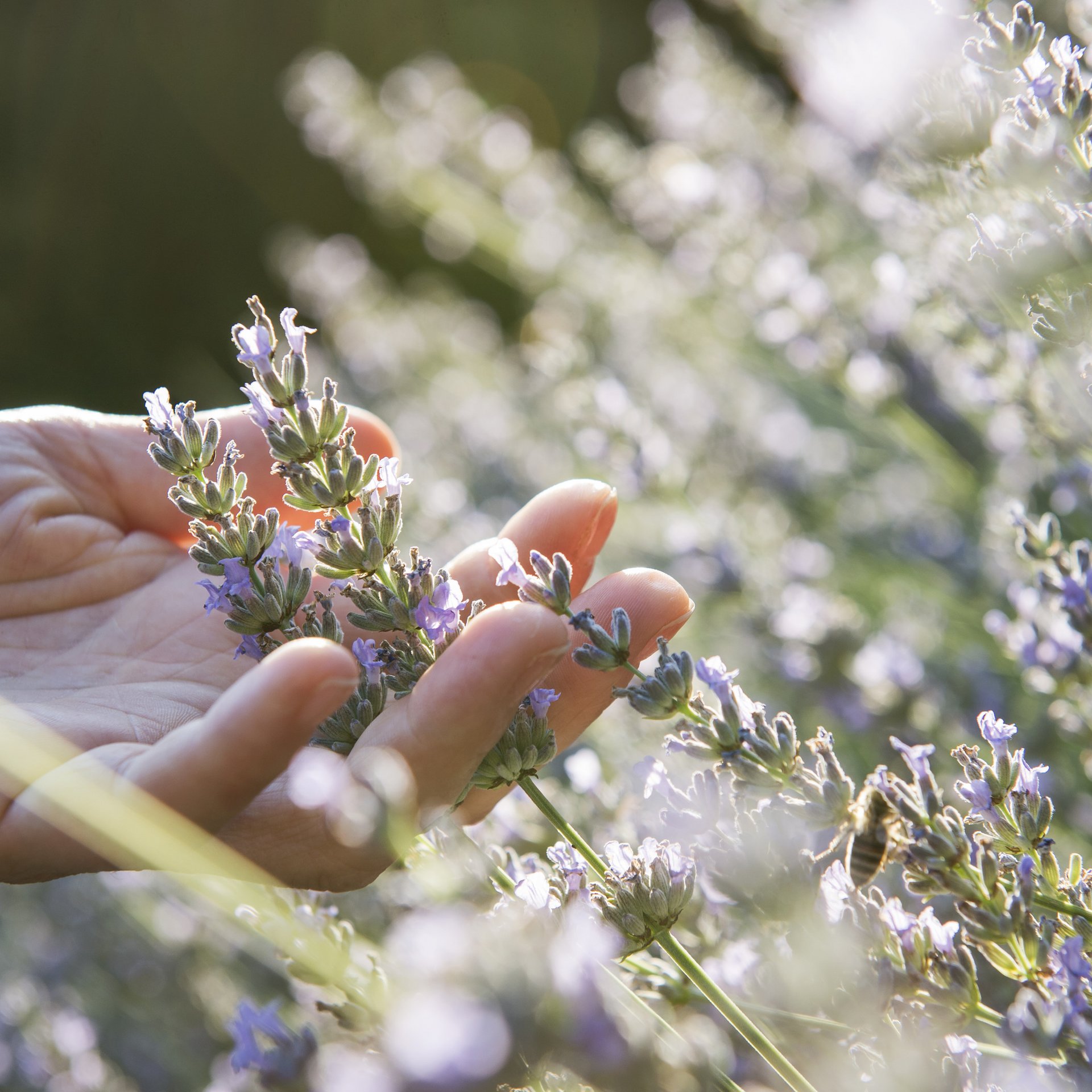 Hand berührt Lavendelblüten in einem sonnigen Garten