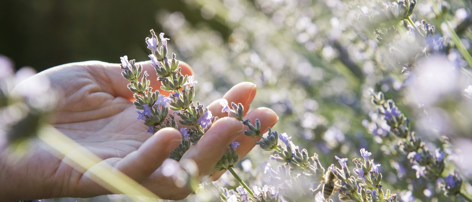Hand berührt Lavendelblüten in einem sonnigen Garten