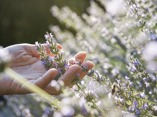 Hand berührt Lavendelblüten in einem sonnigen Garten