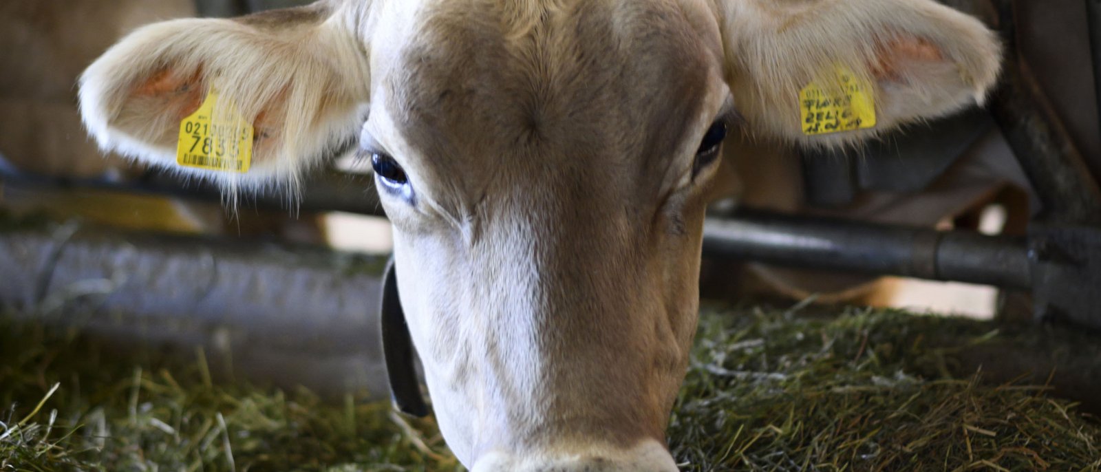 Museo contadino Mucca marrone con tag nei orecchi gialli che mangia fieno in stalla