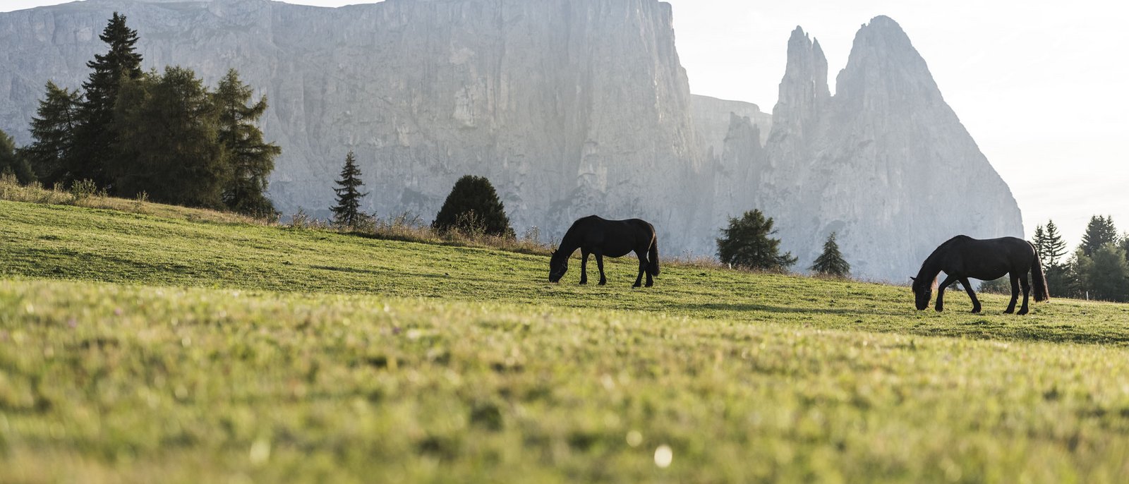 Der „Oswald von Wolkenstein“-Ritt 2025 im Schlerngebiet Der „Oswald von Wolkenstein“-Ritt 2025 im Schlerngebiet